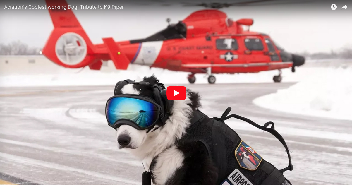 Aviation's Coolest working Dog: Tribute to K9 Piper | Flight Chops